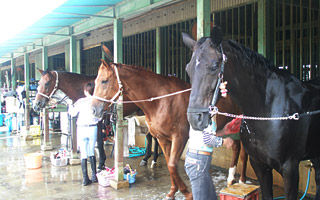 乗馬紹介｜乗馬クラブ スタリオンステーブル【四国 香川県】