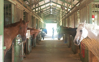 施設紹介｜乗馬クラブ スタリオンステーブル【四国 香川県】